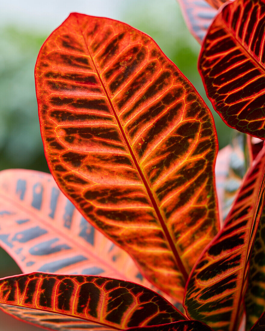 Codiaeum variegatum Petra