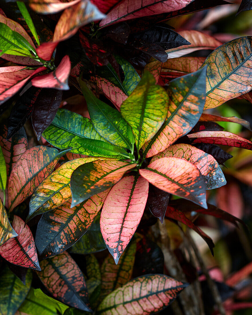 Wunderstrauch (Codiaeum variegatum) 'Mrs Iceton'