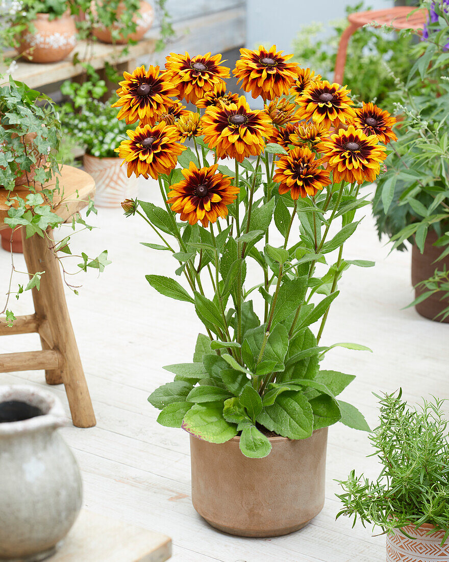 Rudbeckia Enchanted Sunburst