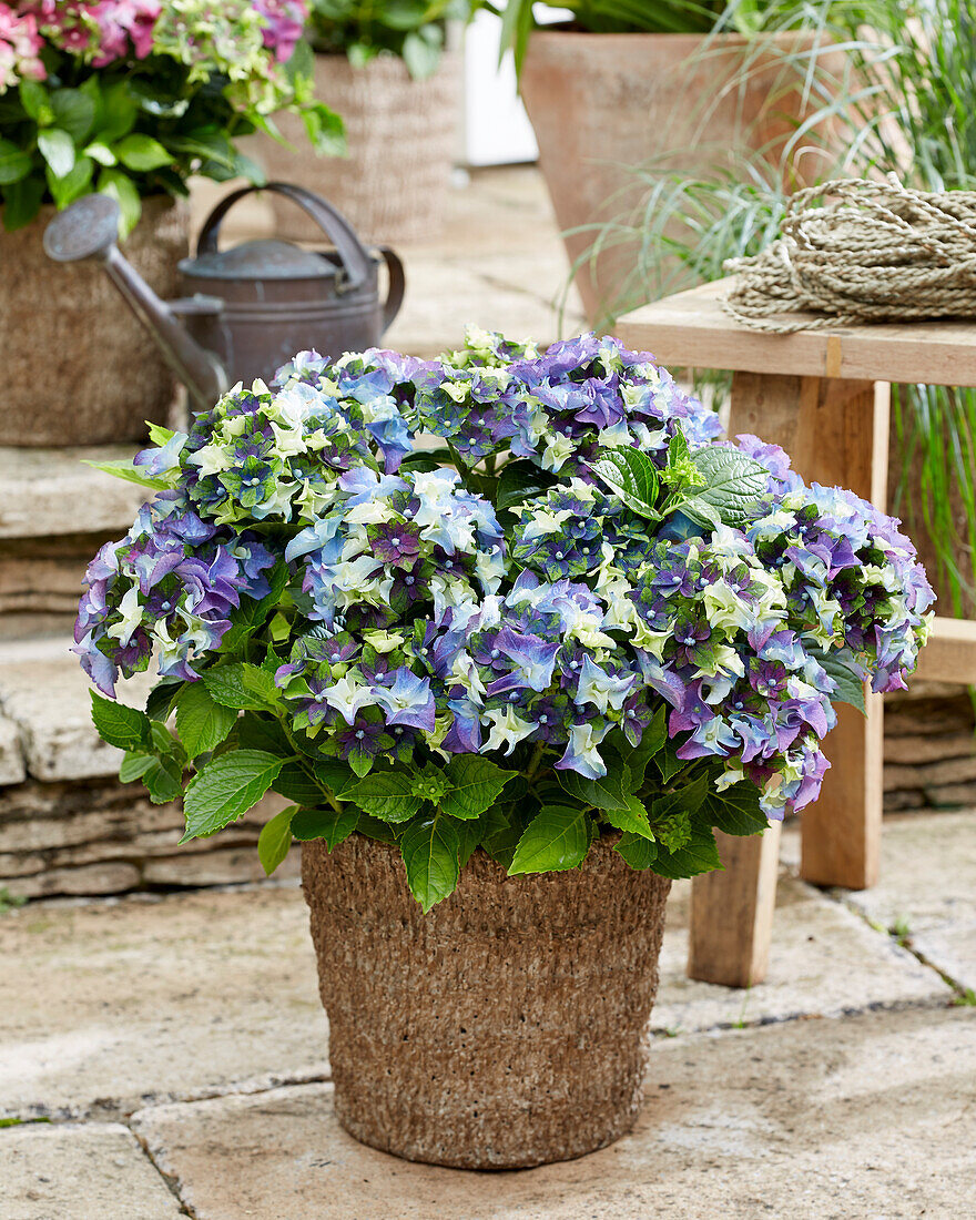 Bauern-Hortensie (Hydrangea macrophylla) 'Lady Mata Hari Blue'