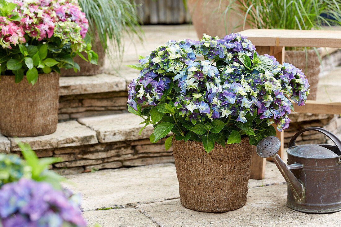 Hydrangea macrophylla Lady Mata Hari Blue