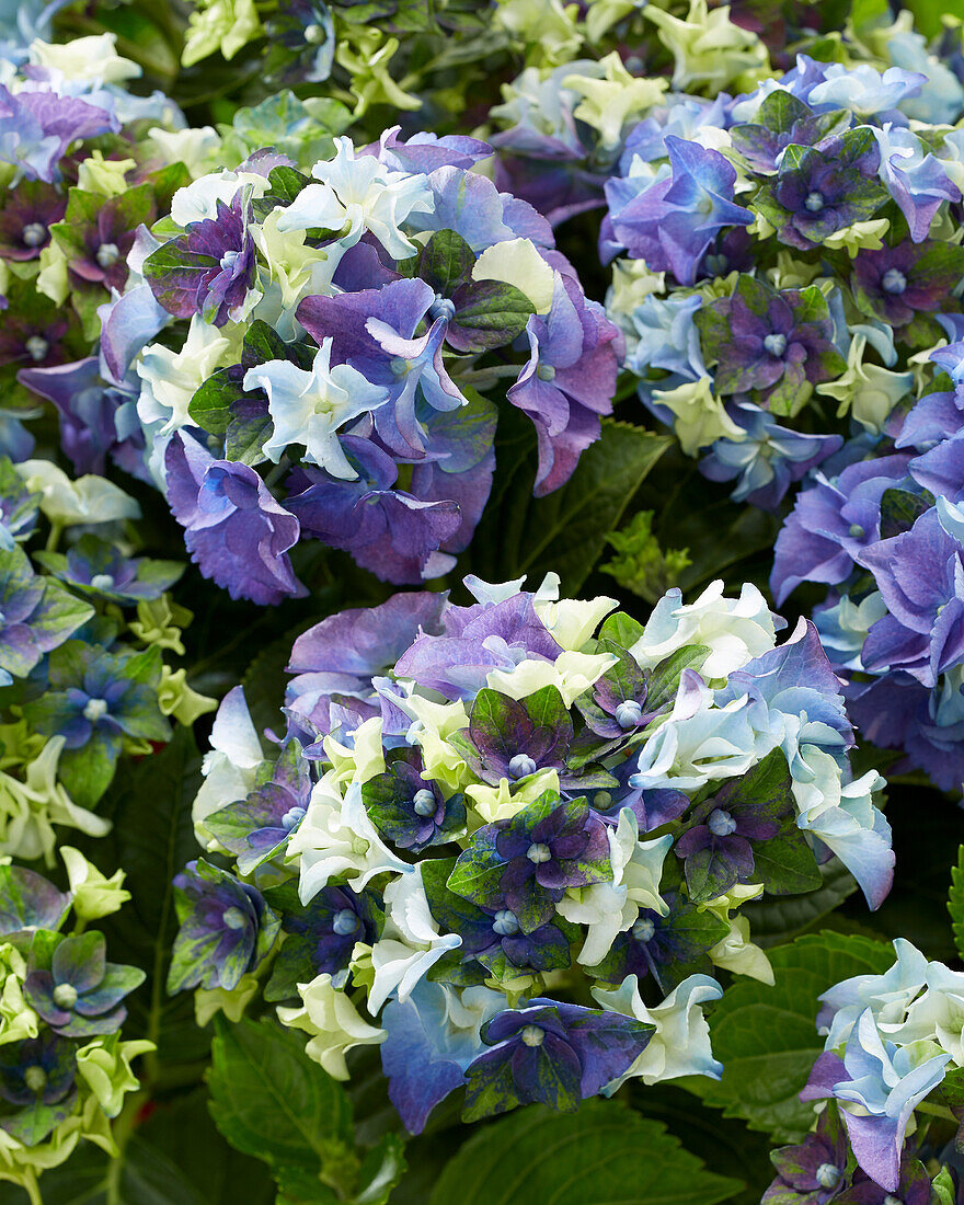 Hydrangea macrophylla Lady Mata Hari Blue