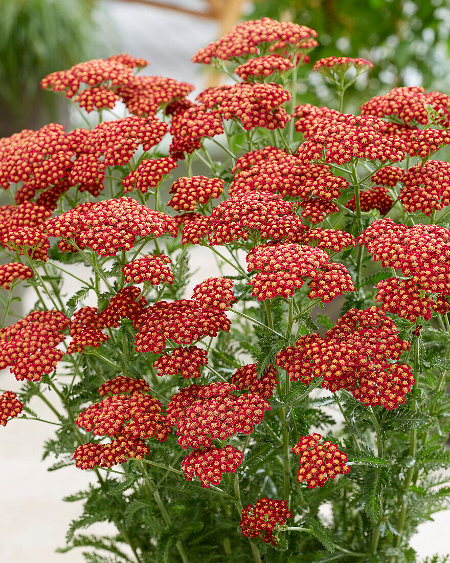 Gemeine Schafgarbe (Achillea millefolium) 'Sassy Summer Sangria'