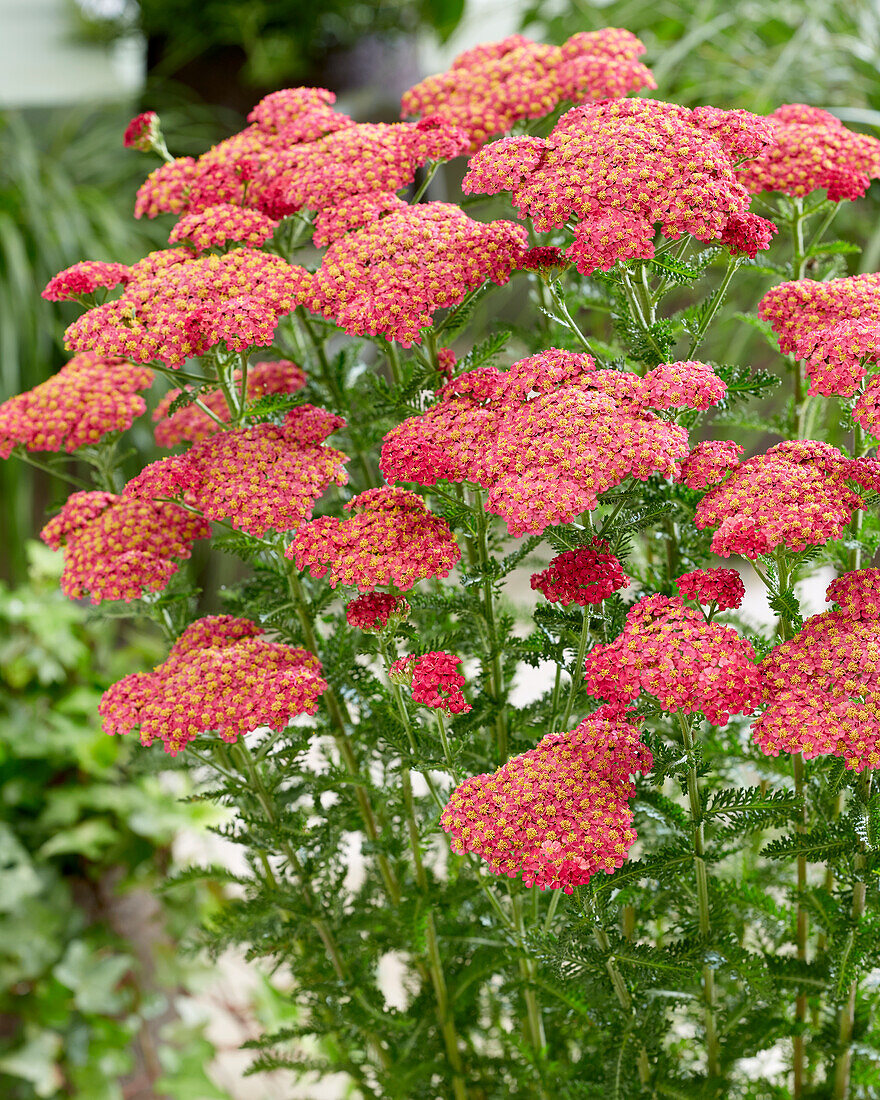 Achillea millefolium Sassy Summer Taffy