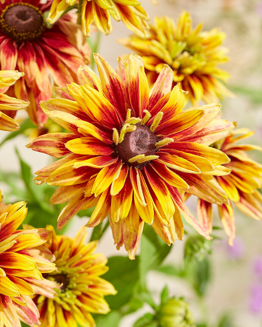 Rudbeckia Enchanted Starfire