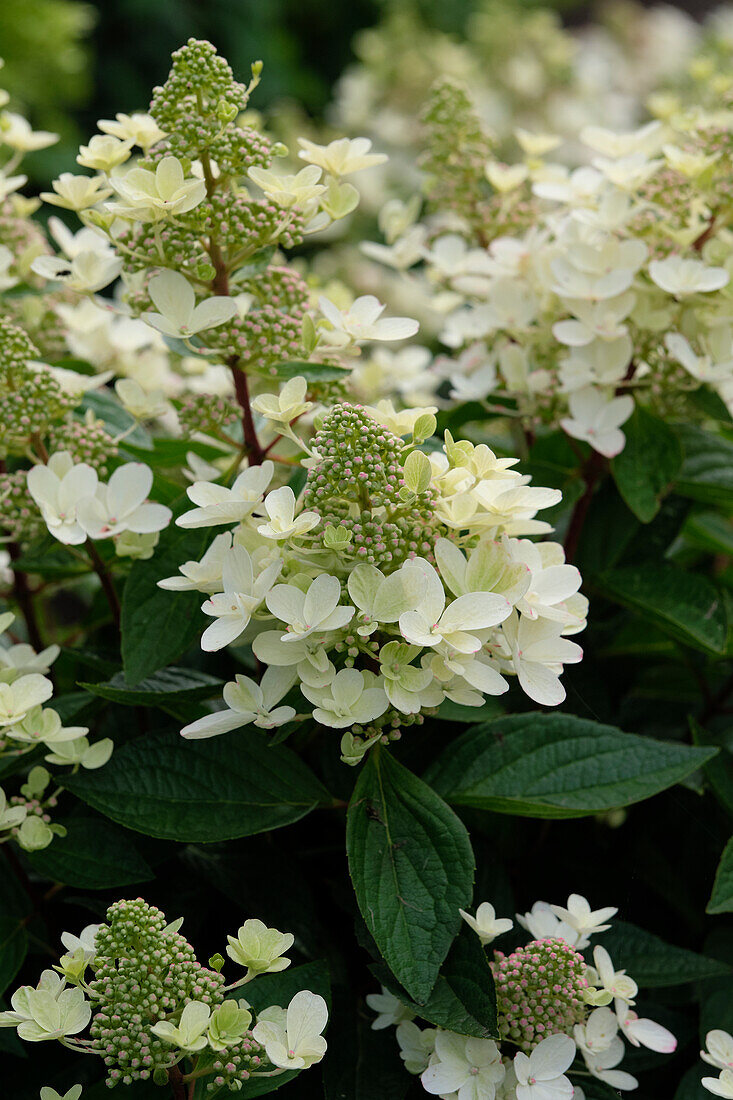 Hydrangea paniculata Magical Flame