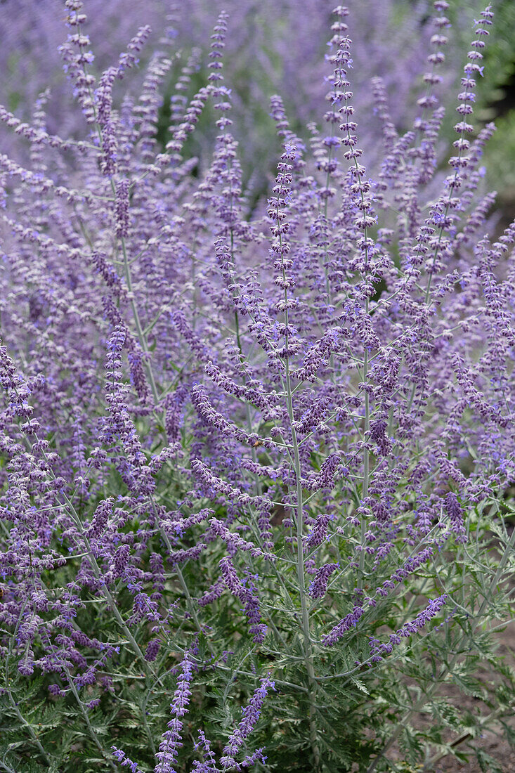 Perovskia atriplicifolia