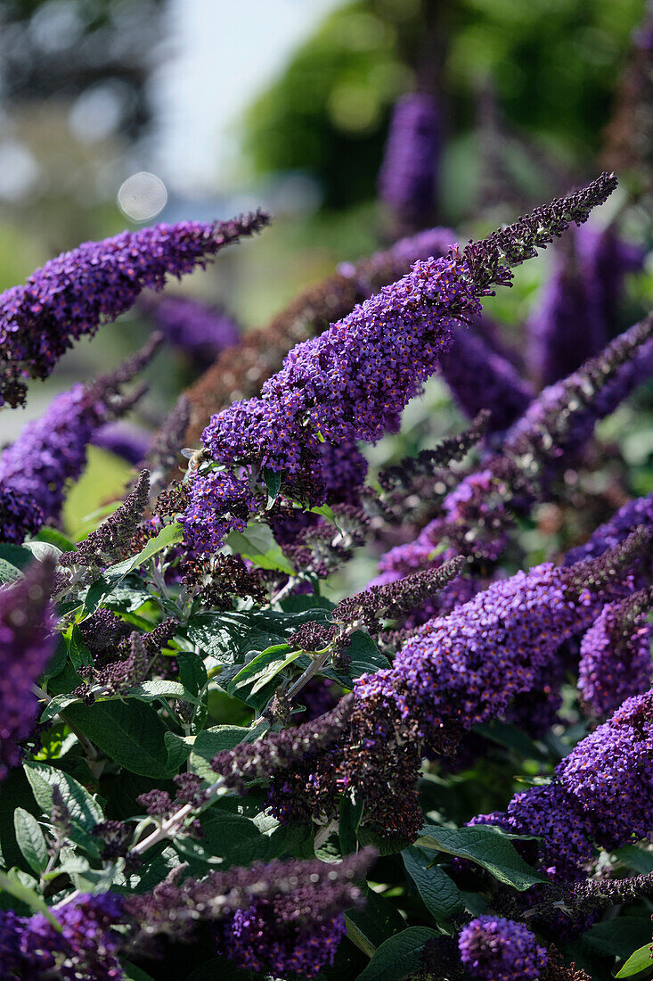 Buddleja Rocketstar Indigo