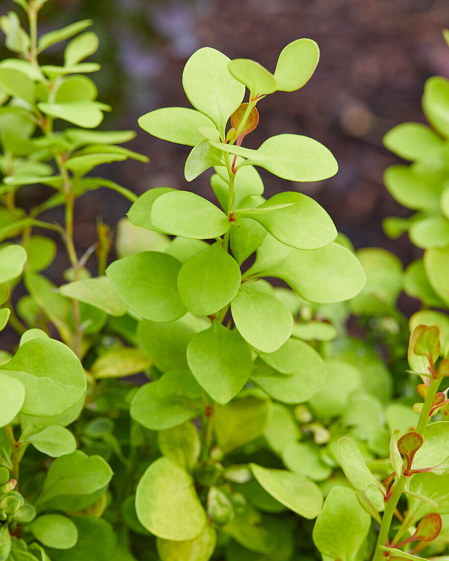 Berberis thunbergii Dariusz