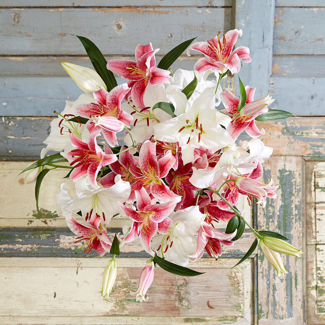 Lilium Star Gazer, Casa Blanca