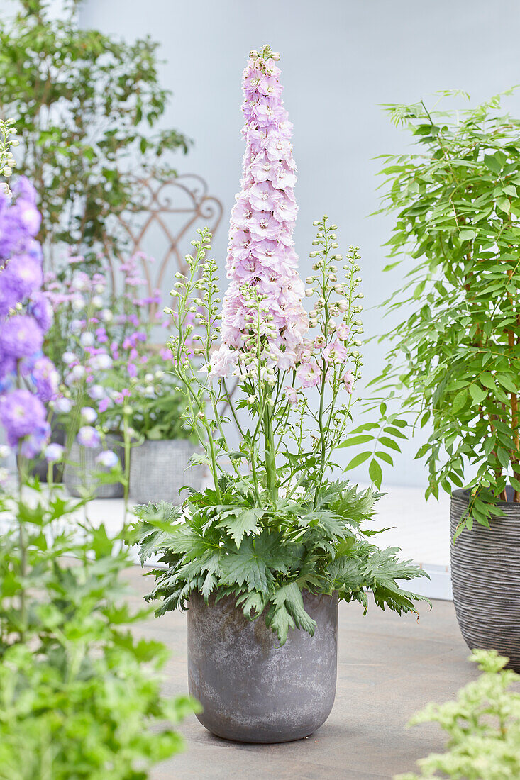 Rittersporn (Delphinium) 'Turkish Delight'