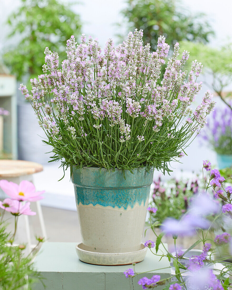 Echter Lavendel (Lavandula angustifolia) 'BeeZee pink'
