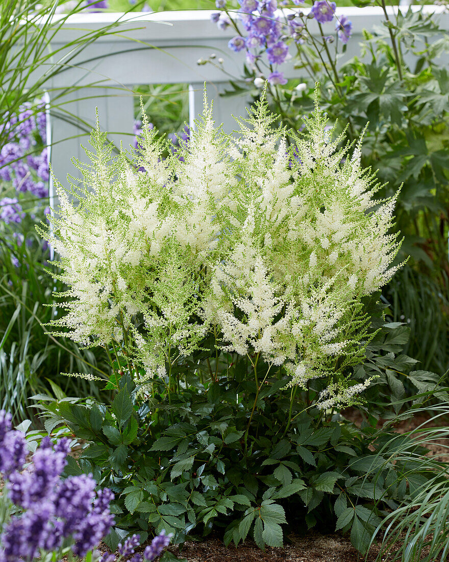 Astilbe Mojito