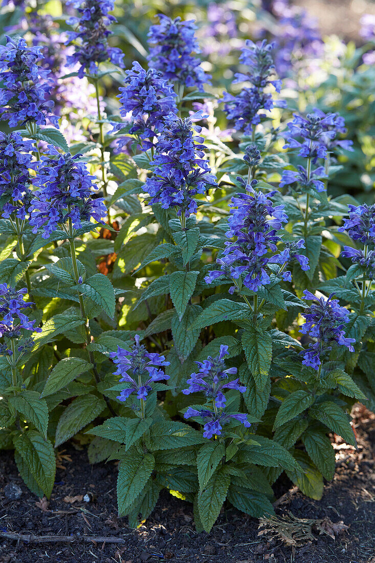 Katzenminze (Nepeta) 'Neptun'