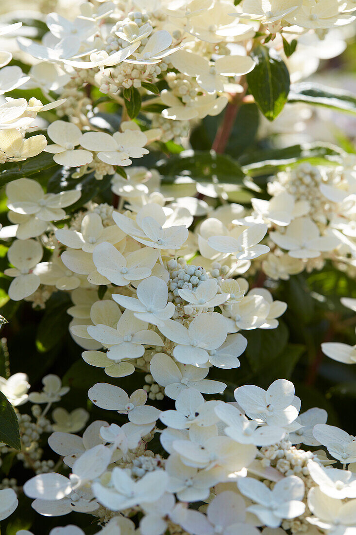 Hydrangea paniculata Polestar