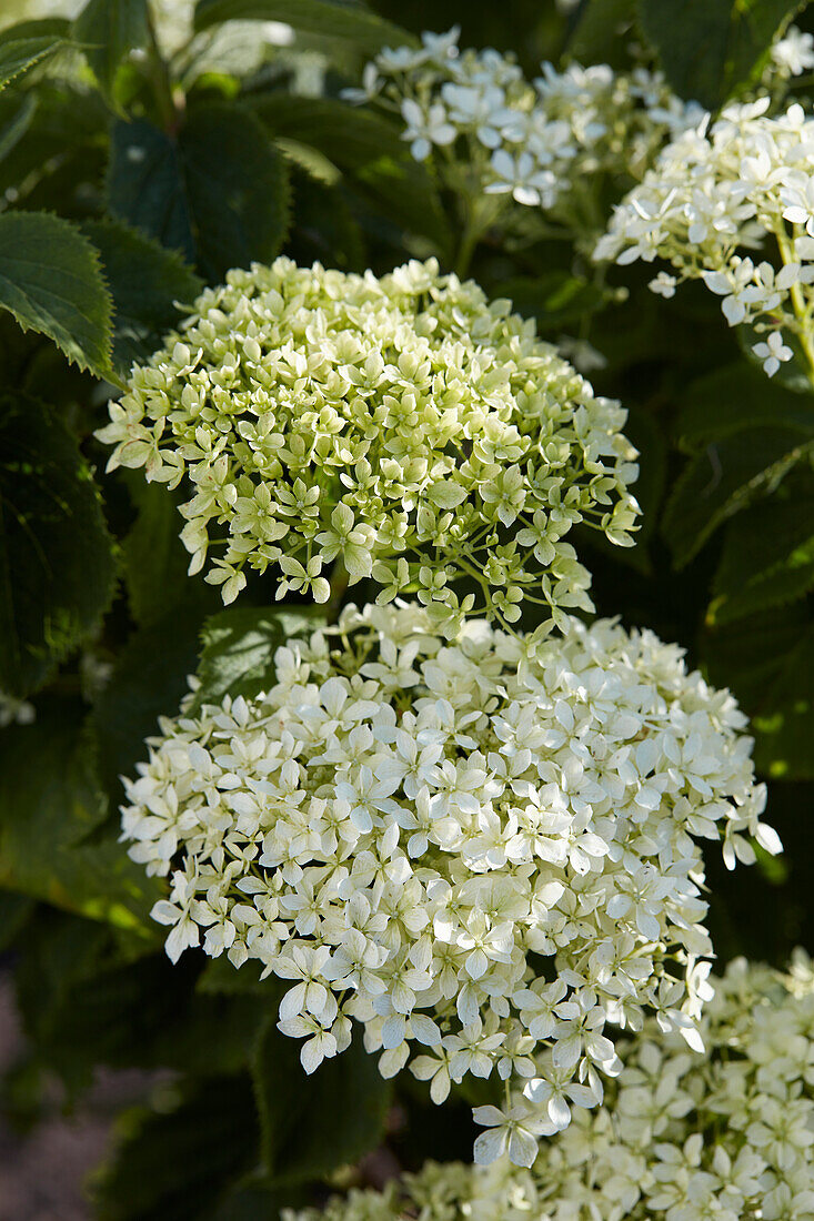 Hortensie (Hydrangea arborescens) 'BellaRagazza Limetta'