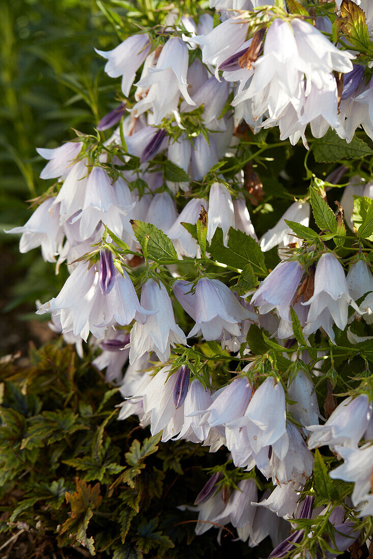 Campanula Iridescent Bells