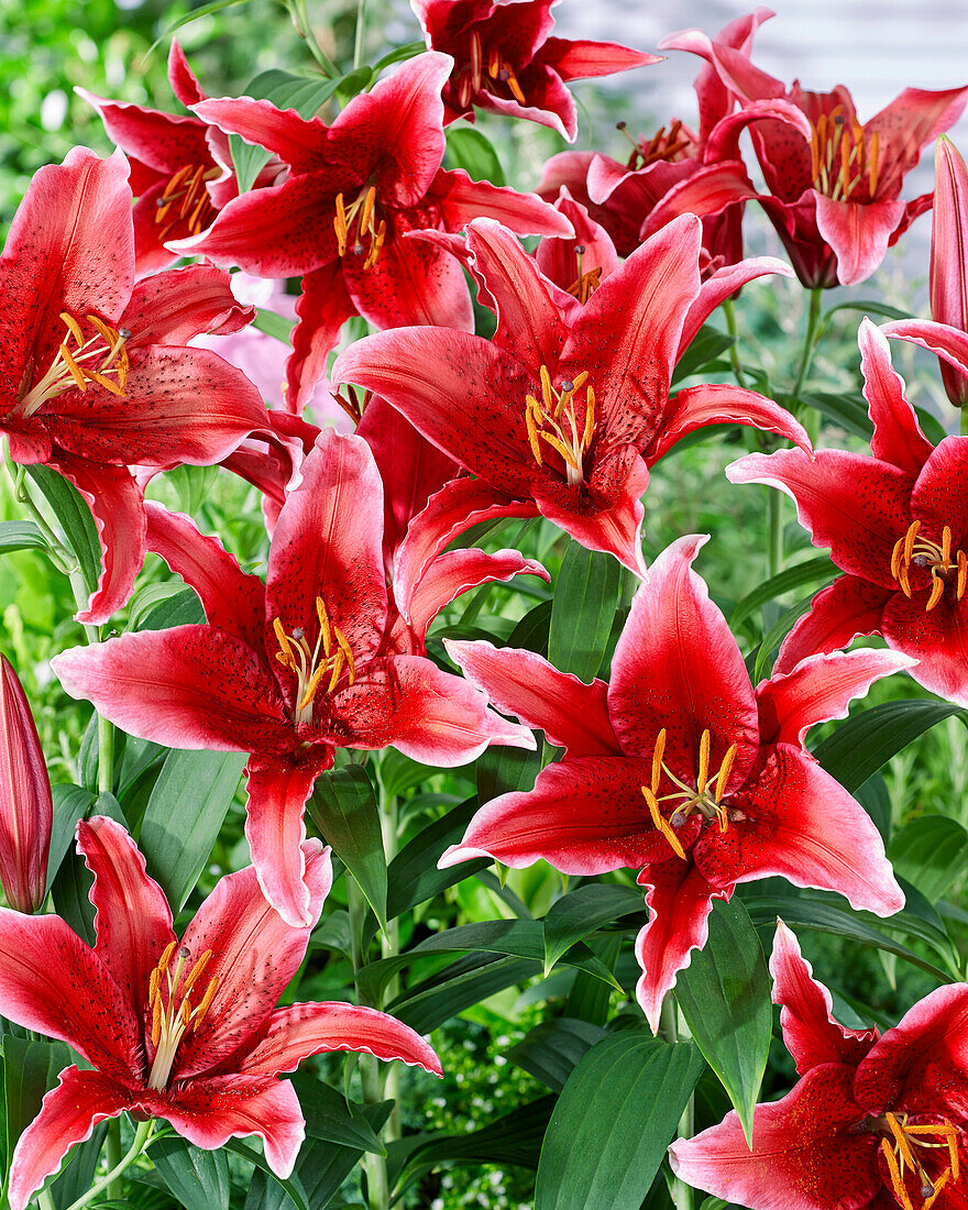 Lilien 'Red Flash'