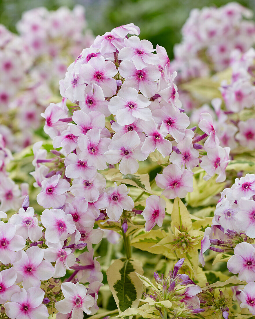 Phlox Nora Leigh