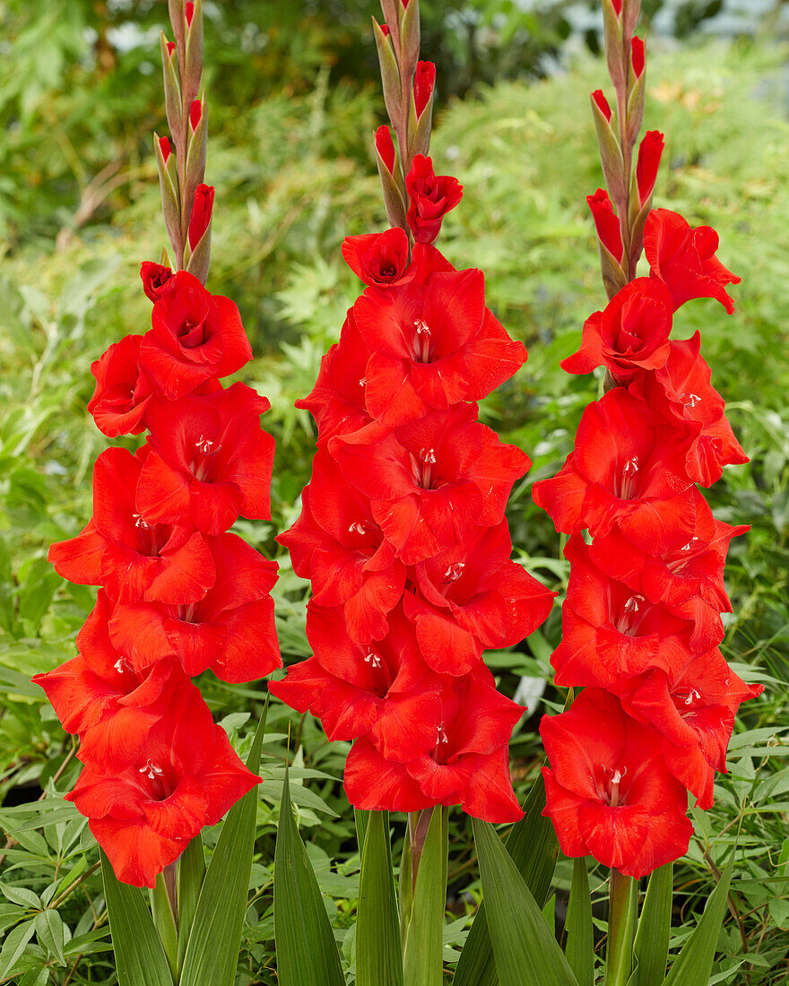 Gladiole (Gladiolus) 'Toscane'