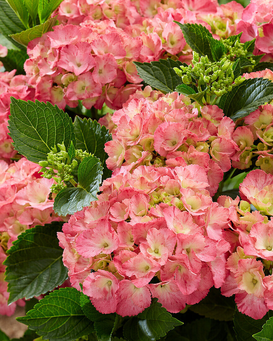 Hydrangea R.C. Ribbon Red