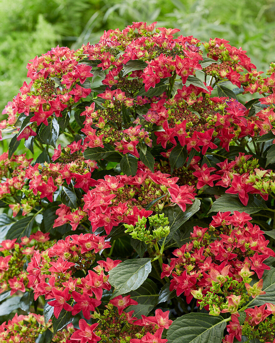 Hydrangea Francy Hot Pink