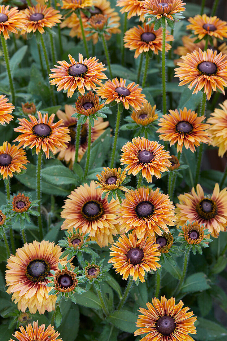 Rudbeckia Enchanted Sun