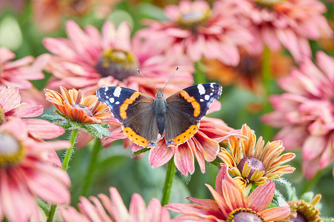 Rudbeckia Enchanted Ruby Crush