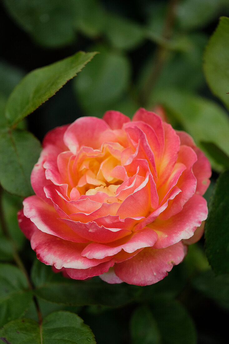 Pullmann-Rose (Rosa) 'Orient Express'