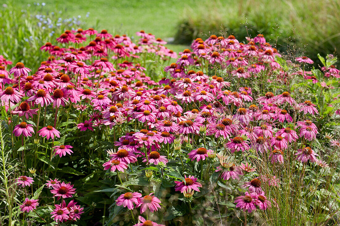 Purpursonnenhut (Echinacea purpurea) 'Fatal Attraction'