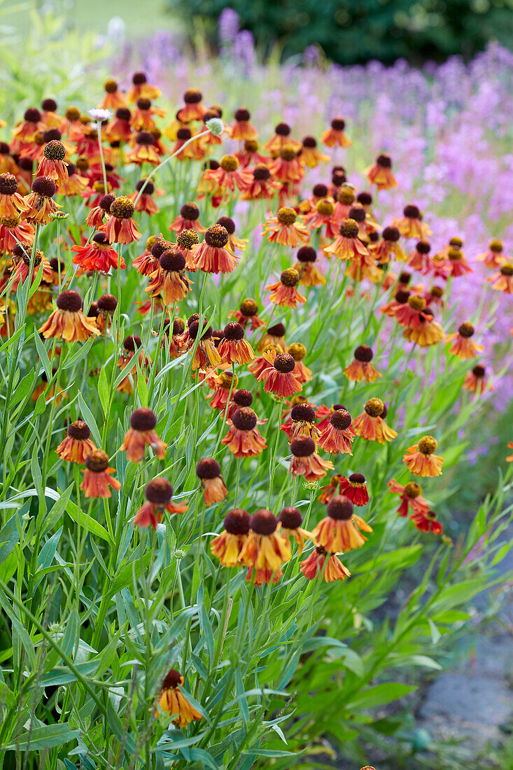 Sonnenbraut (Helenium) 'Mörheim Beauty'