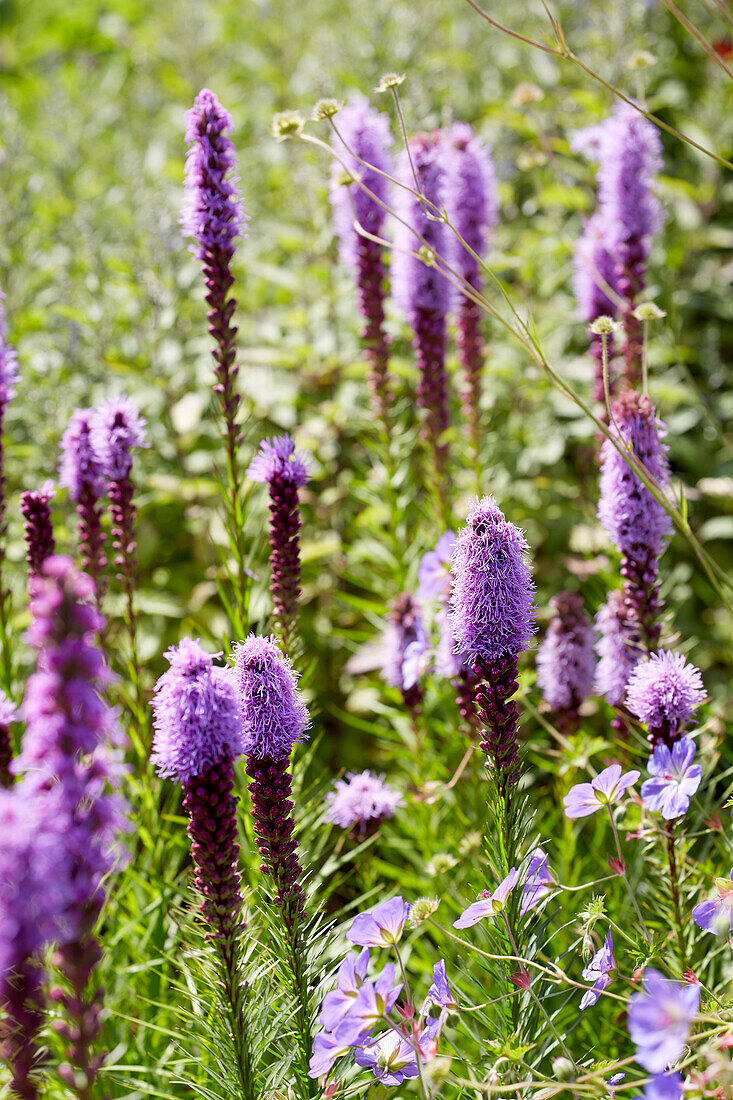 Prachtscharte (Liatris spicata)