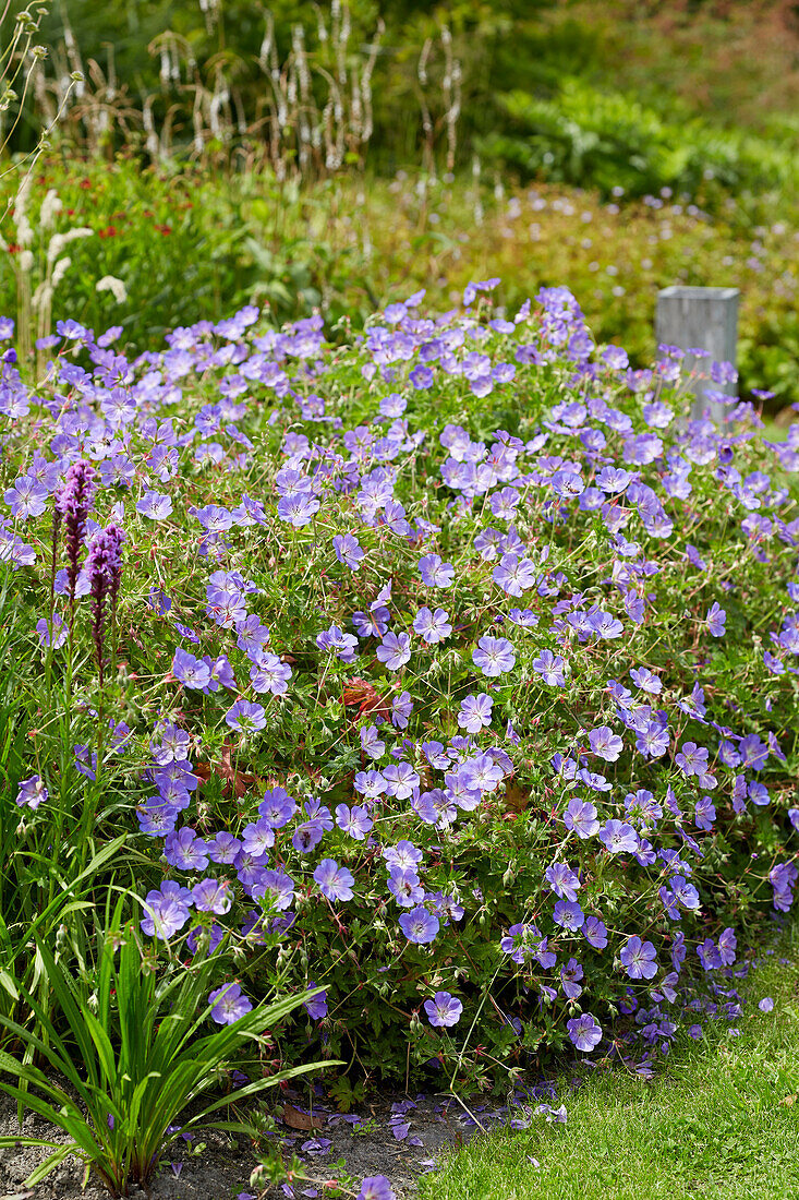 Geranium 'Rozanne'