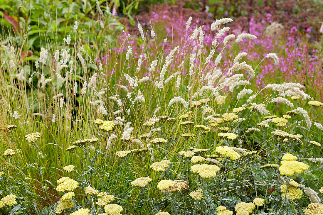 Wimper-Perlgras (Melica ciliata) 'Moonshine'