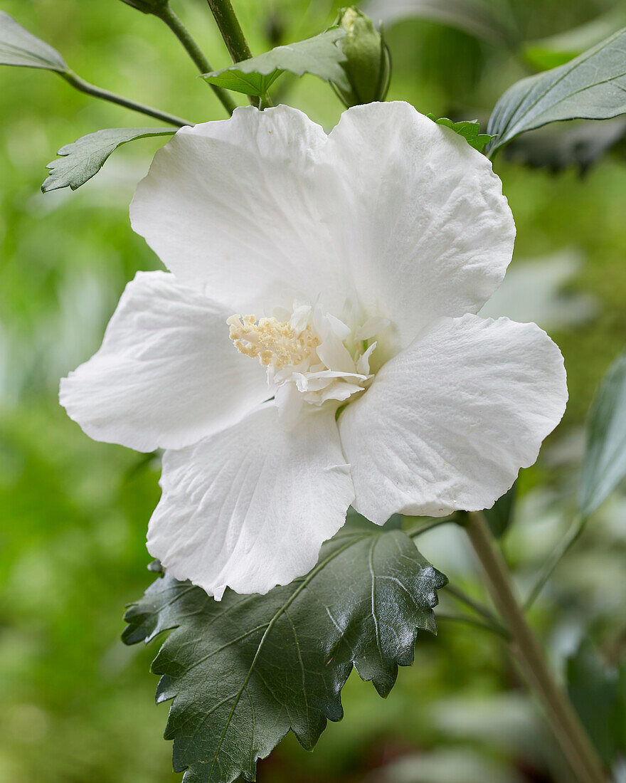 Hibiscus syriacus Flower Tower White