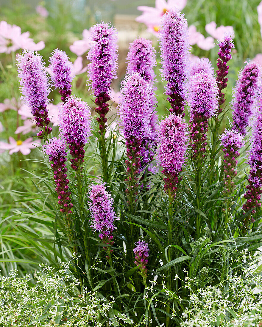 Liatris spicata Kobold