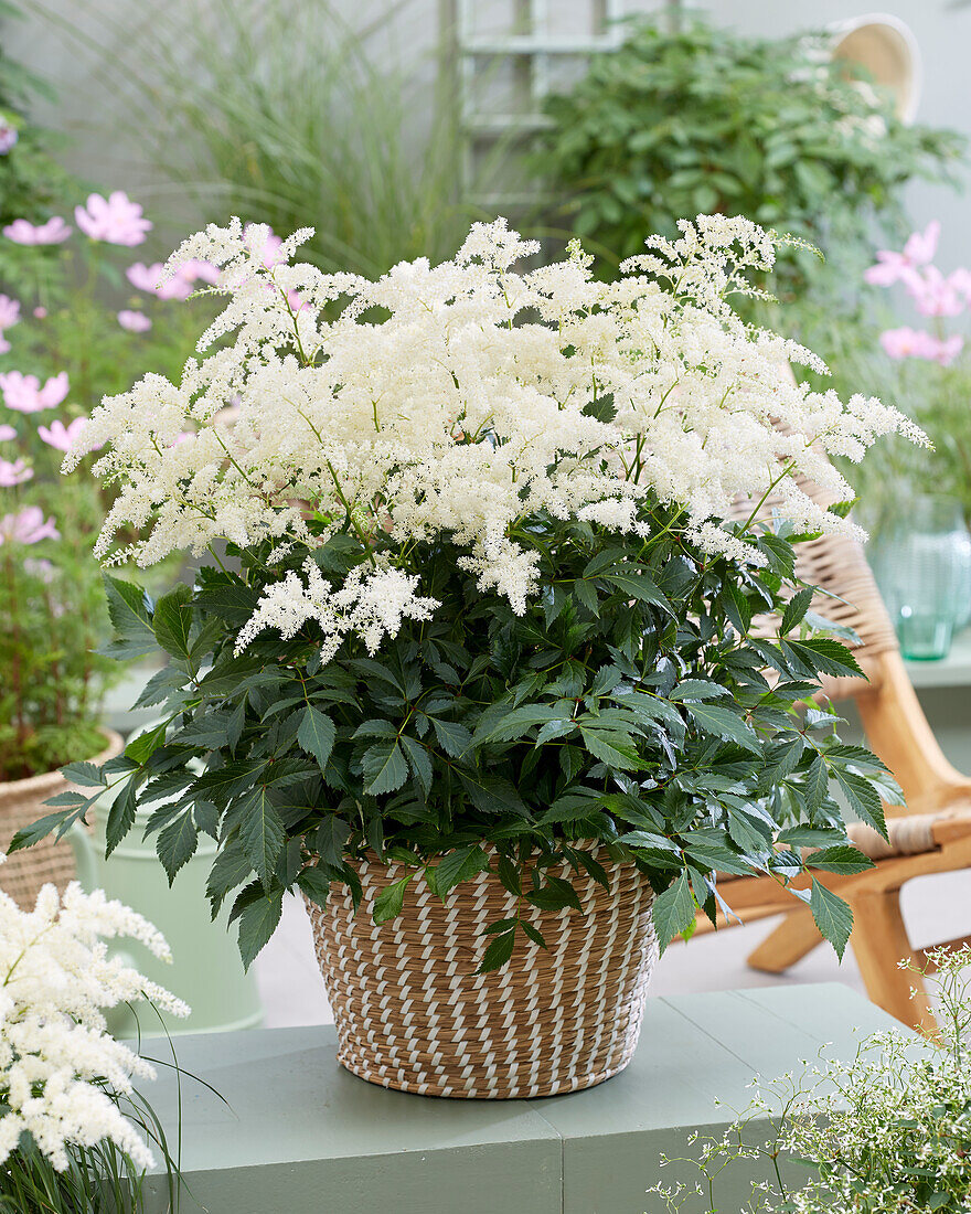 Astilbe Fireworks White