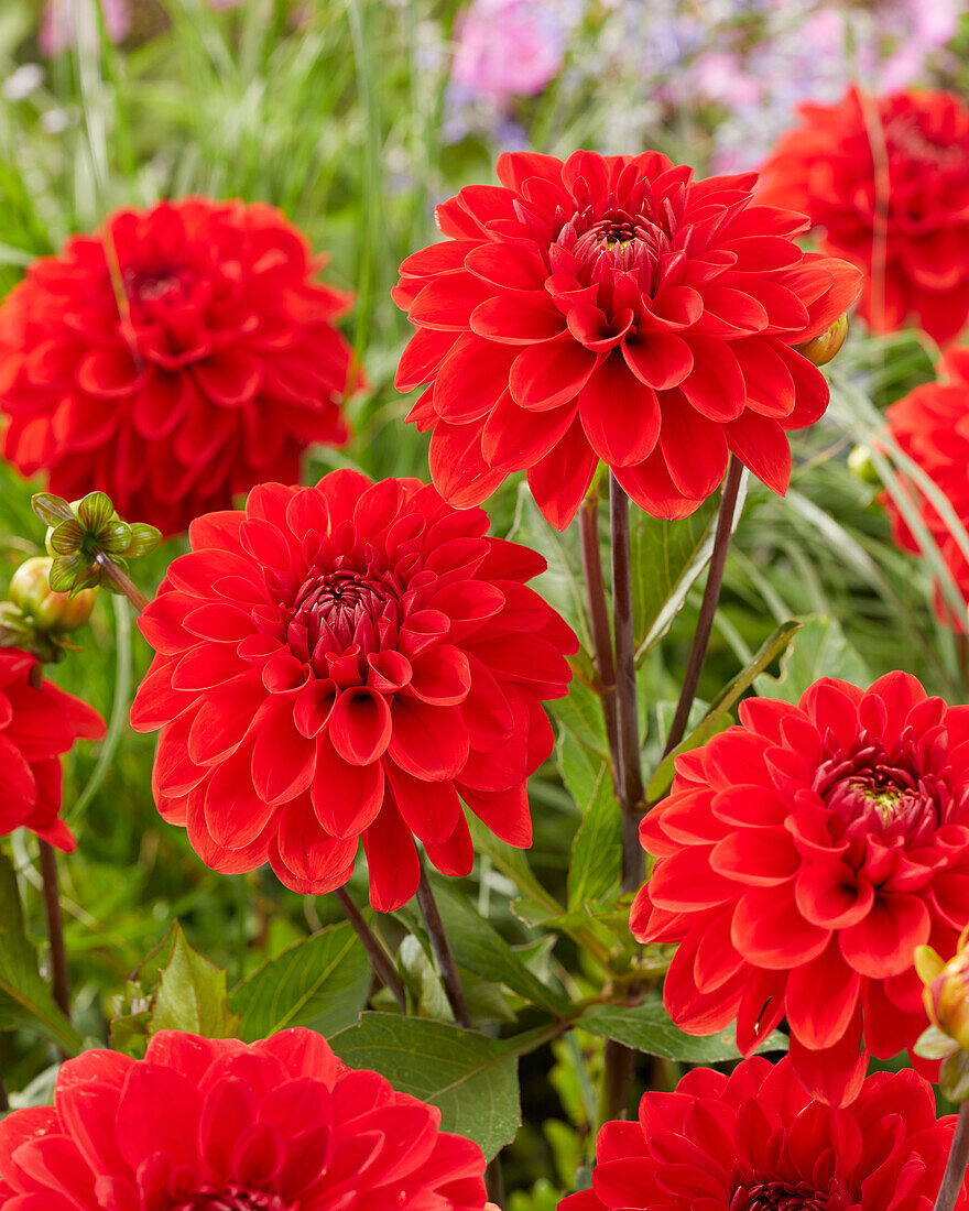 Dahlia Red Carpet