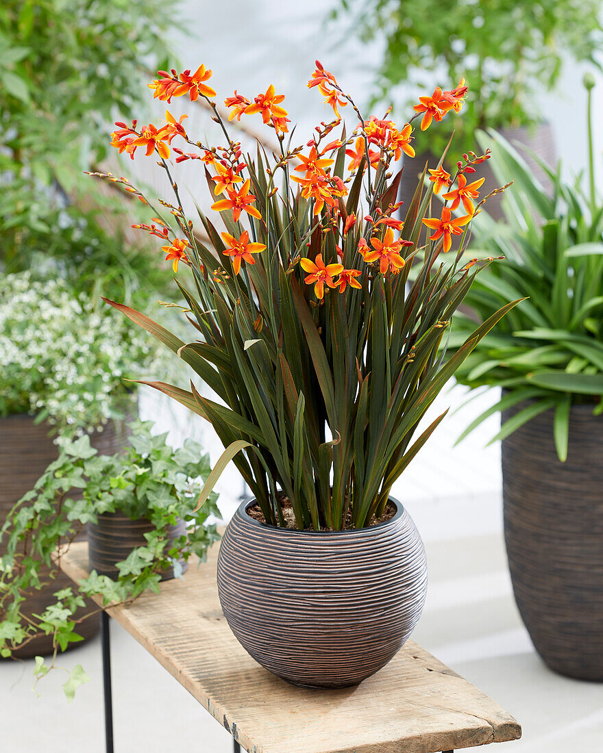 Crocosmia Bressingham Dark Fires