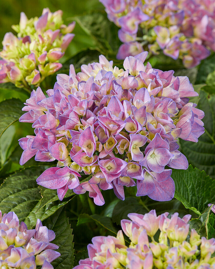 Hydrangea macrophylla Armor