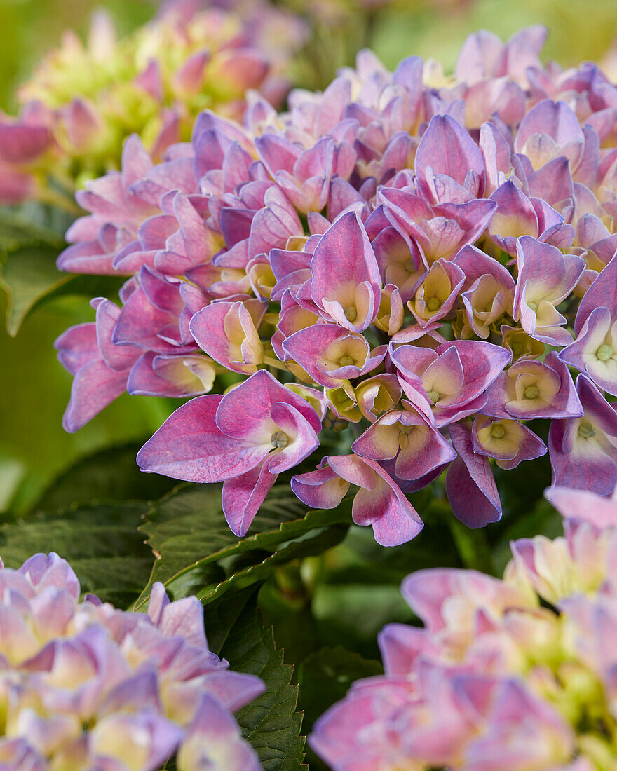 Hydrangea macrophylla Armor