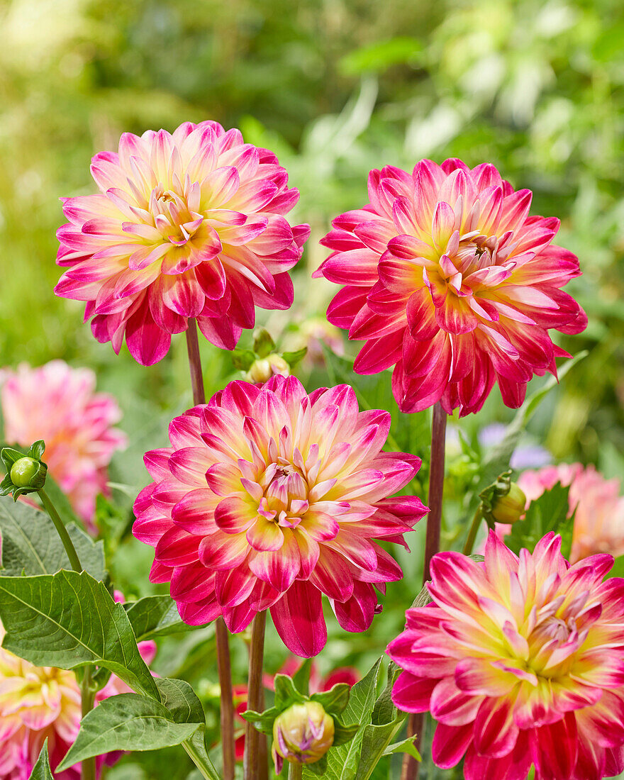 Dahlia Double Shine