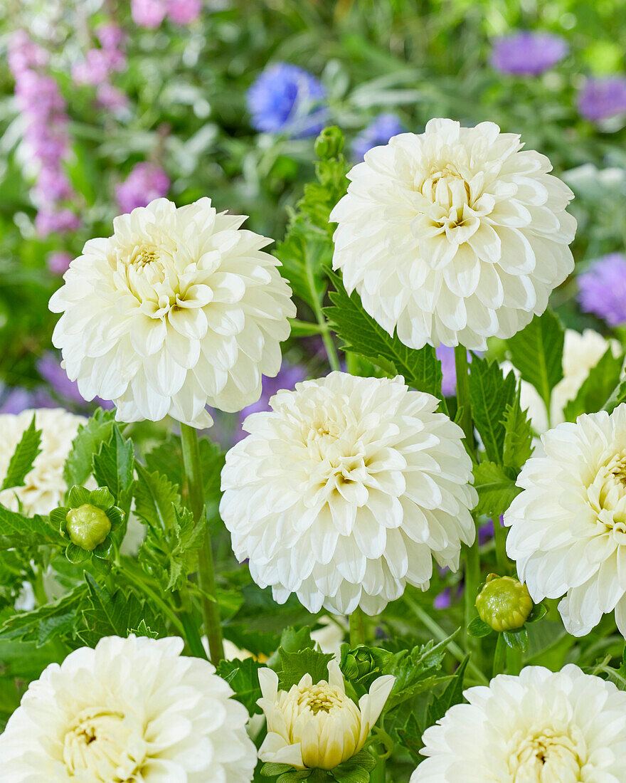 Dahlia White Trophy