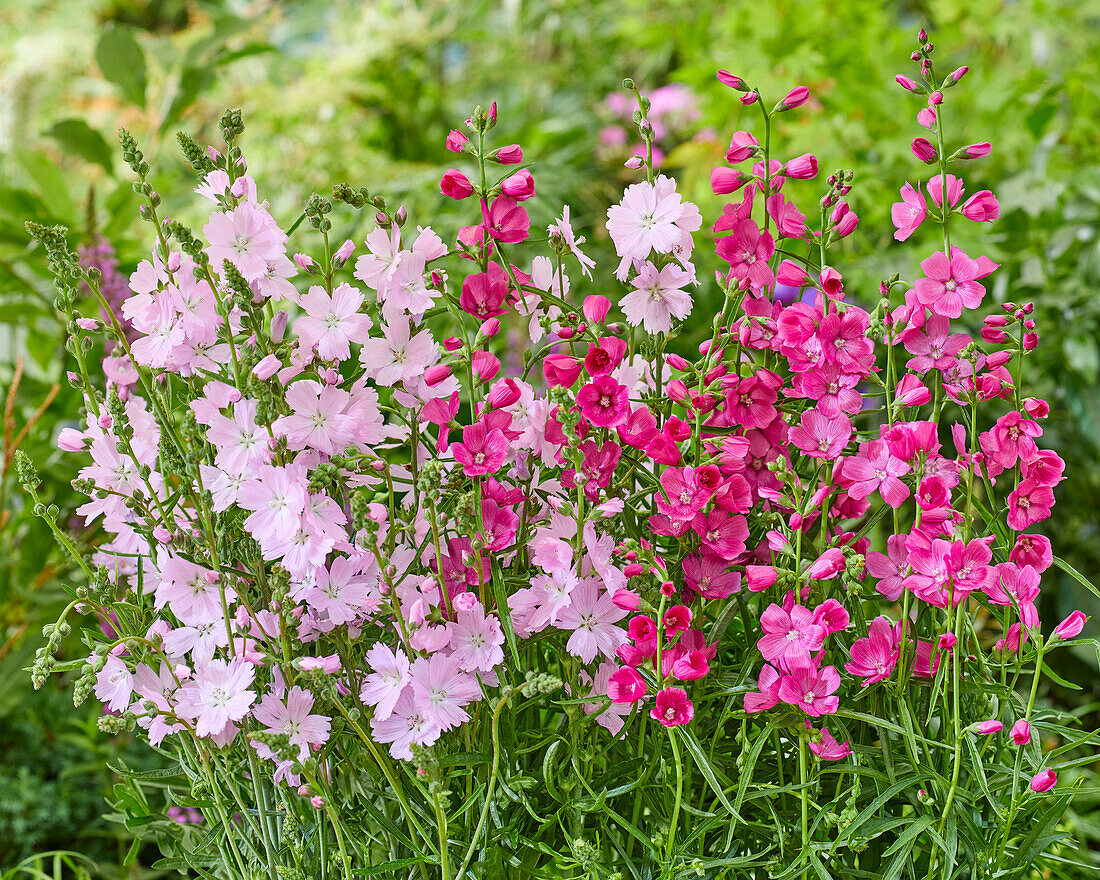 Sidalcea Brilliant, Elsie Heugh