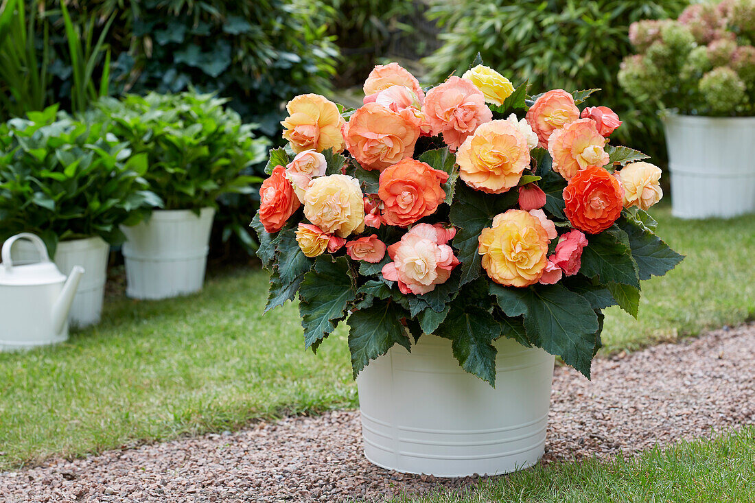 Begonia Bolero