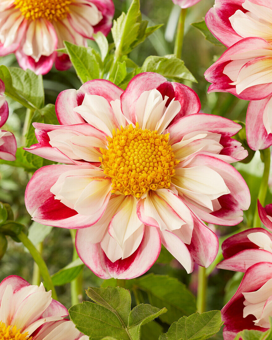 Dahlie (Dahlia) 'Bumble Rumble'