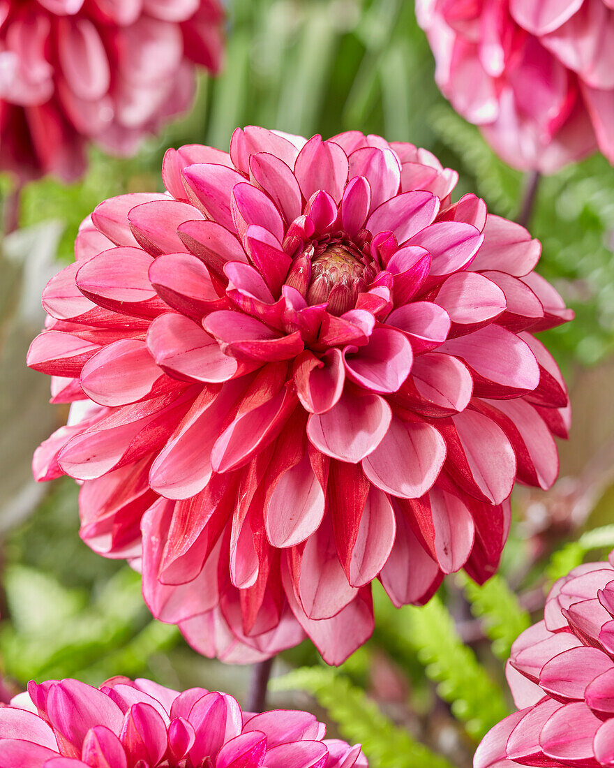 Dahlie (Dahlia) 'Melissa'