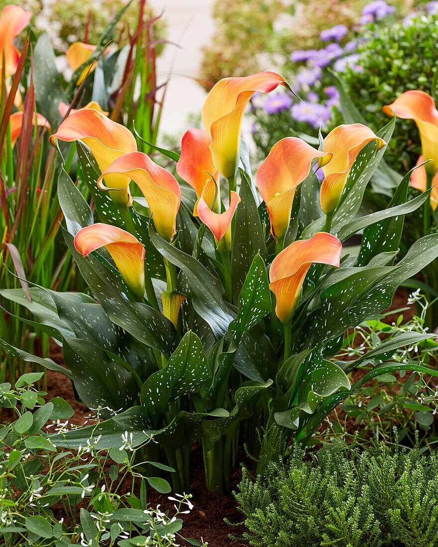 Calla (Zantedeschia) 'Morning Sun'