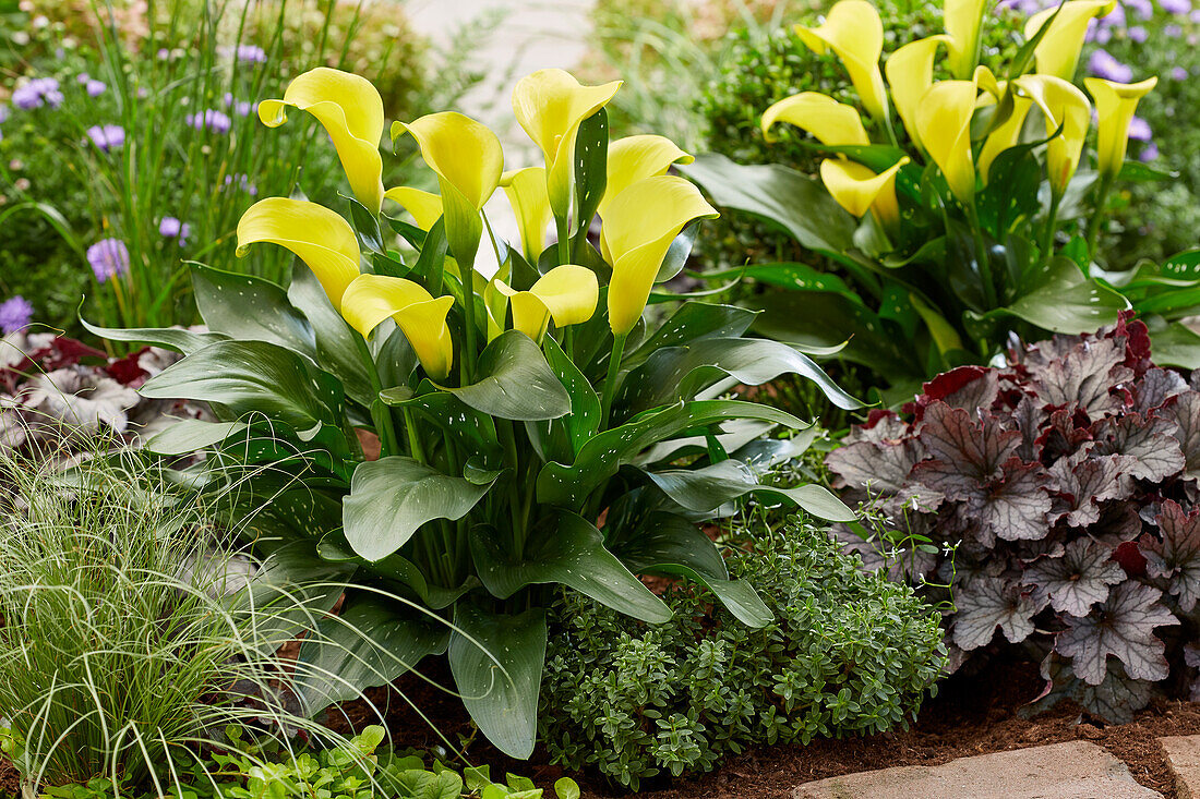 Calla (Zantedeschia) 'Sunya'