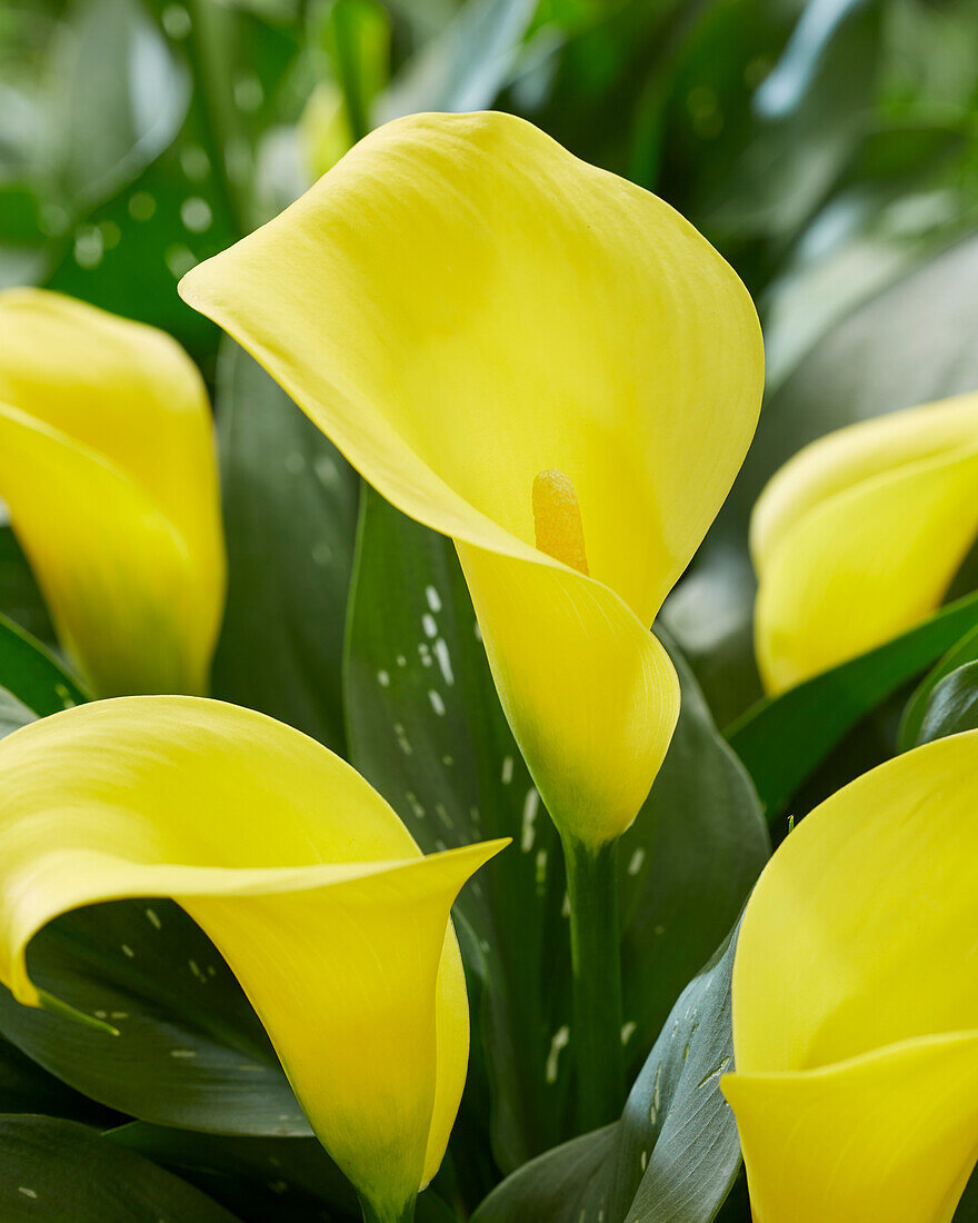 Calla (Zantedeschia) 'Sunya'